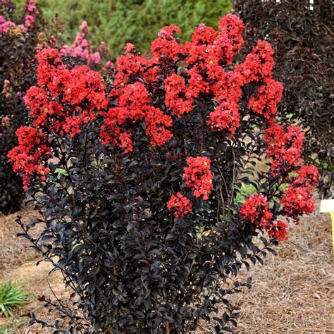 Exploring the Different Varieties of Crepe Myrtle Sunset Magic